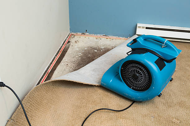 Best Mold removal after water damage  in St Joseph, MN